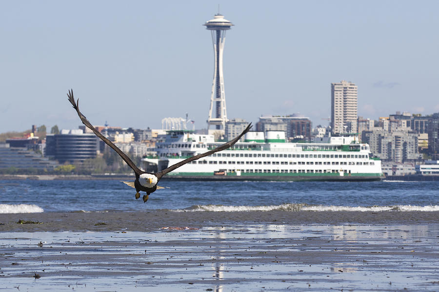 A Bald Eagle, The Seattle Space Needle and Ferry Photograph by Matt McDonald