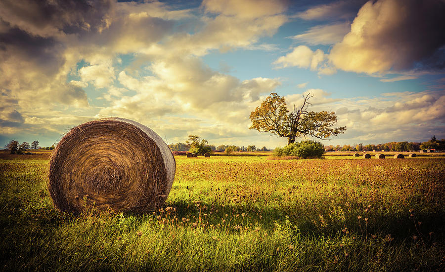 A Bale Of Hay And A Tree Photograph by Karl Anderson