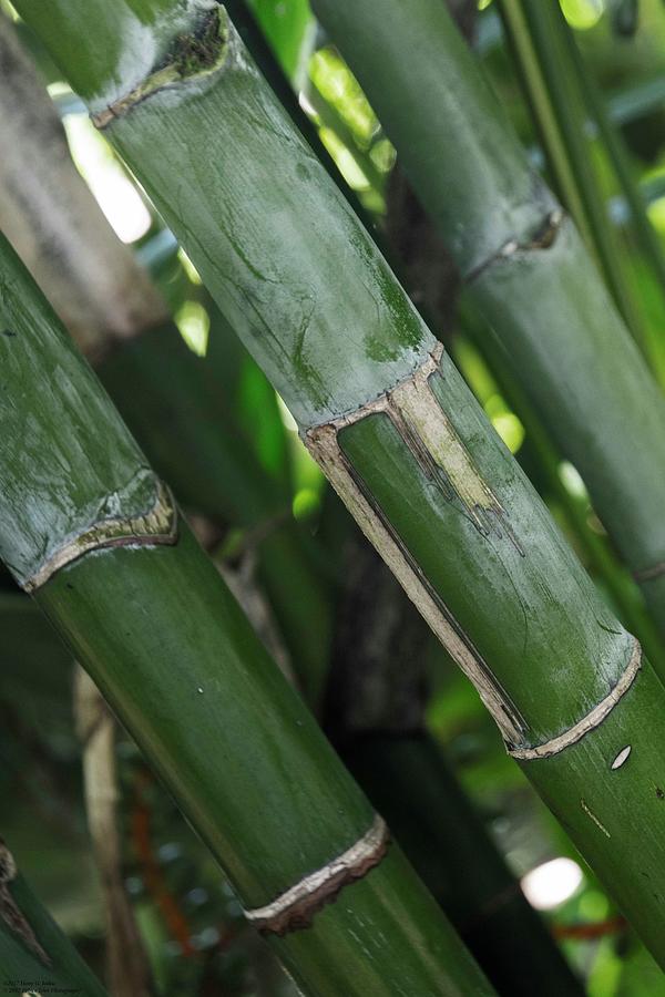 A Bamboo Experience Photograph by Hany J