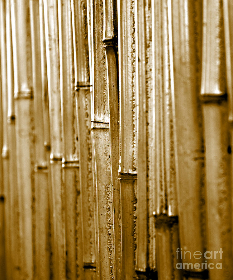 A Bamboo Wall Photograph by Sherry Hallemeier