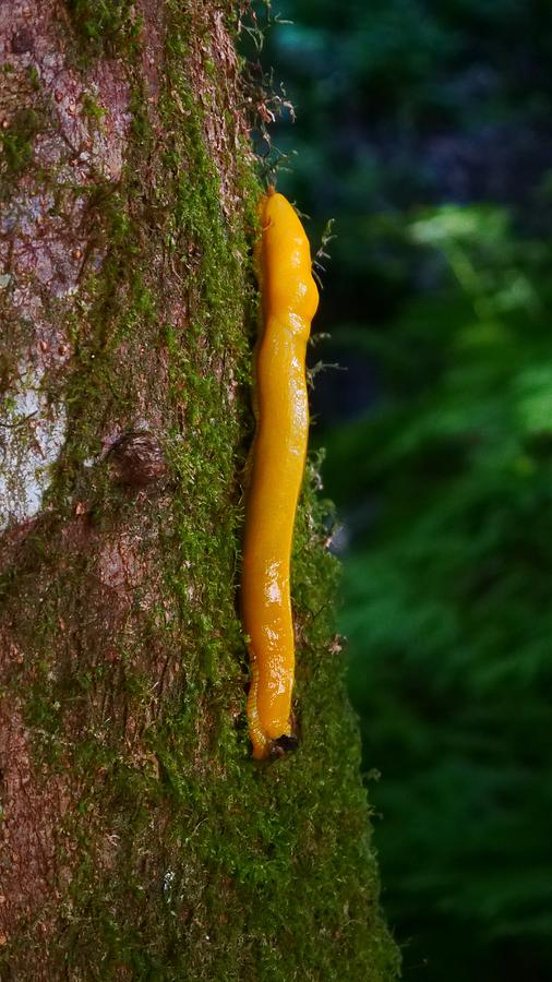 A Banana Slug Photograph by Alex King