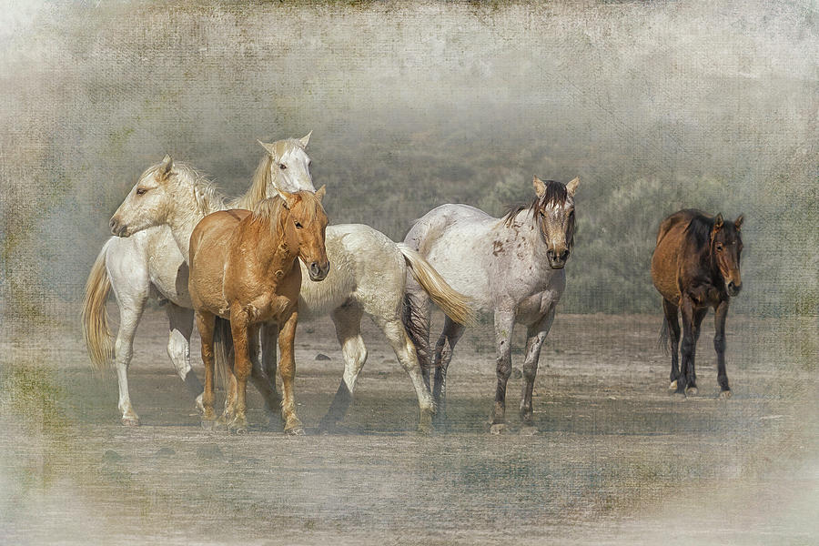 A Band of Horses Photograph by Belinda Greb