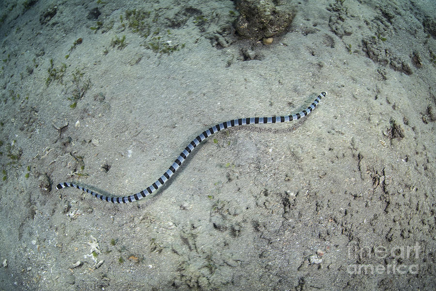A Banded Sea Snake Swims Photograph