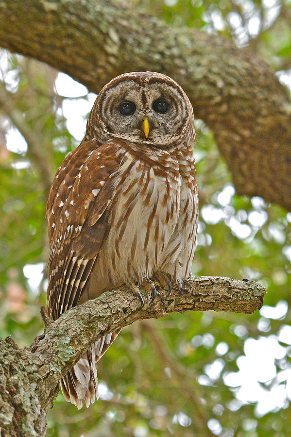 A Barred Owl Photograph by Don Mercer