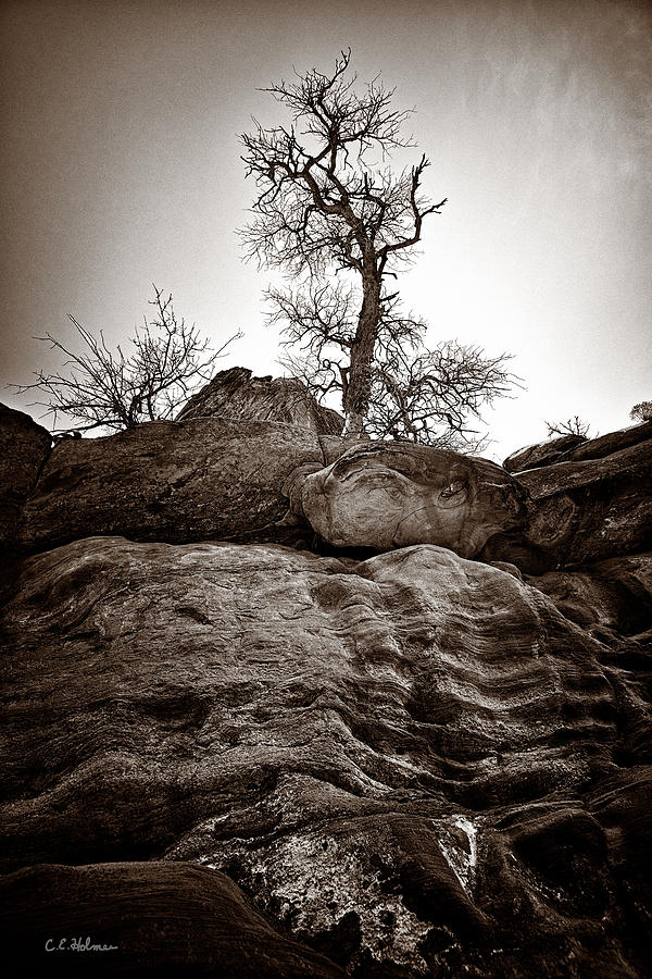 A Barren Perch - Sepia Photograph by Christopher Holmes
