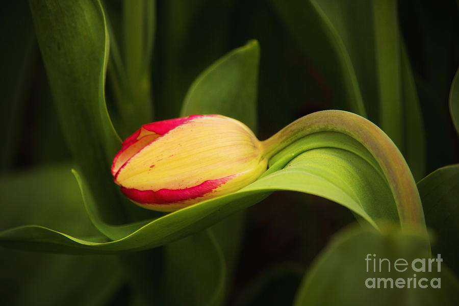 A Bashful Tulip Photograph by Sharon McConnell