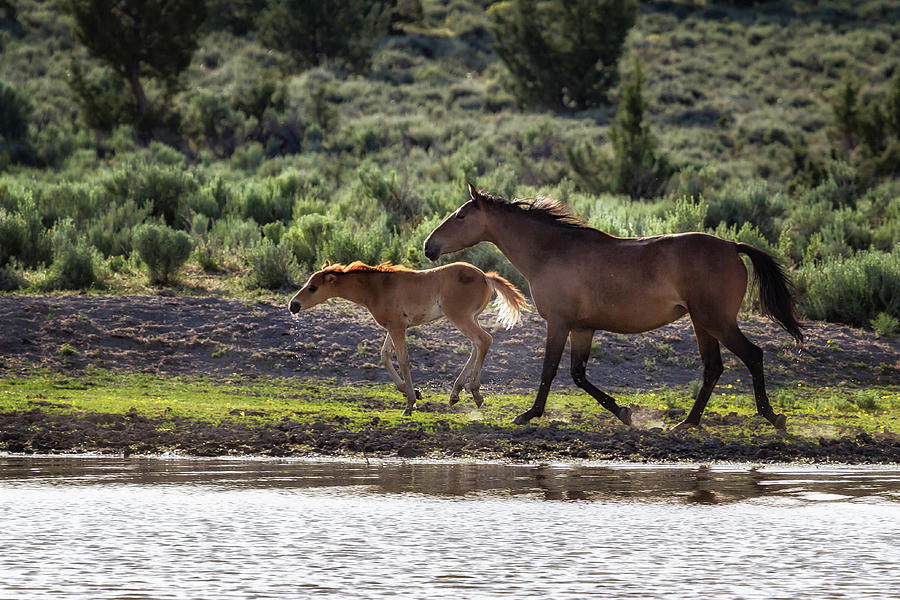 A Bay and Her Colt Running By The Waterhole Photograph by Belinda Greb