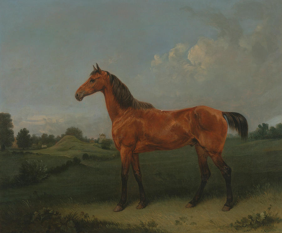 A Bay Horse in a Field Painting by Edmund Bristow