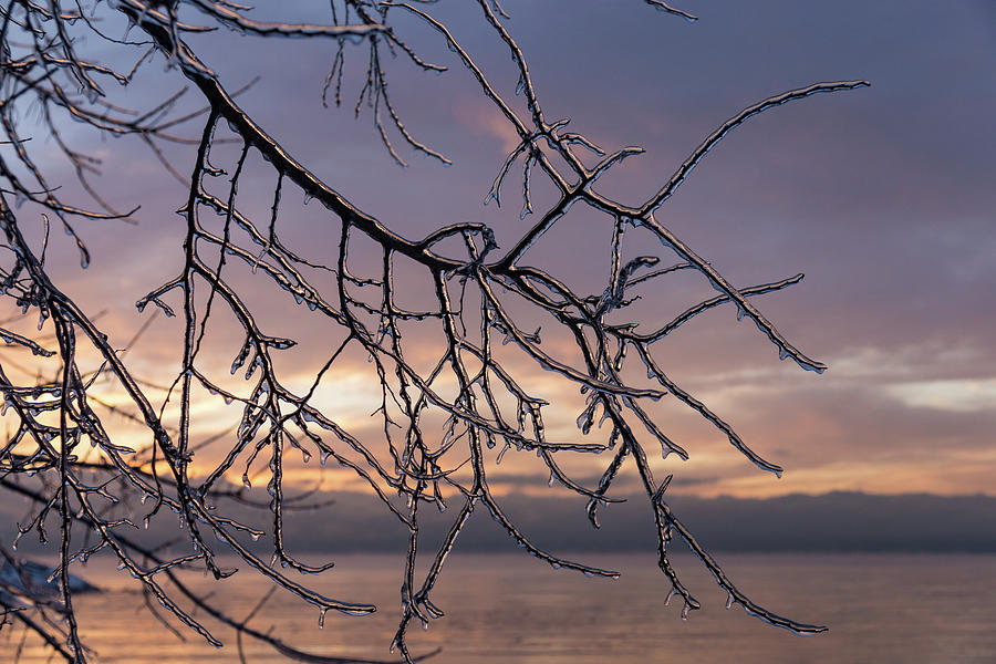 A Beautiful Aftermath of an Ice Storm - Branch Pattern on Rosy Blues - Right Photograph by Georgia Mizuleva