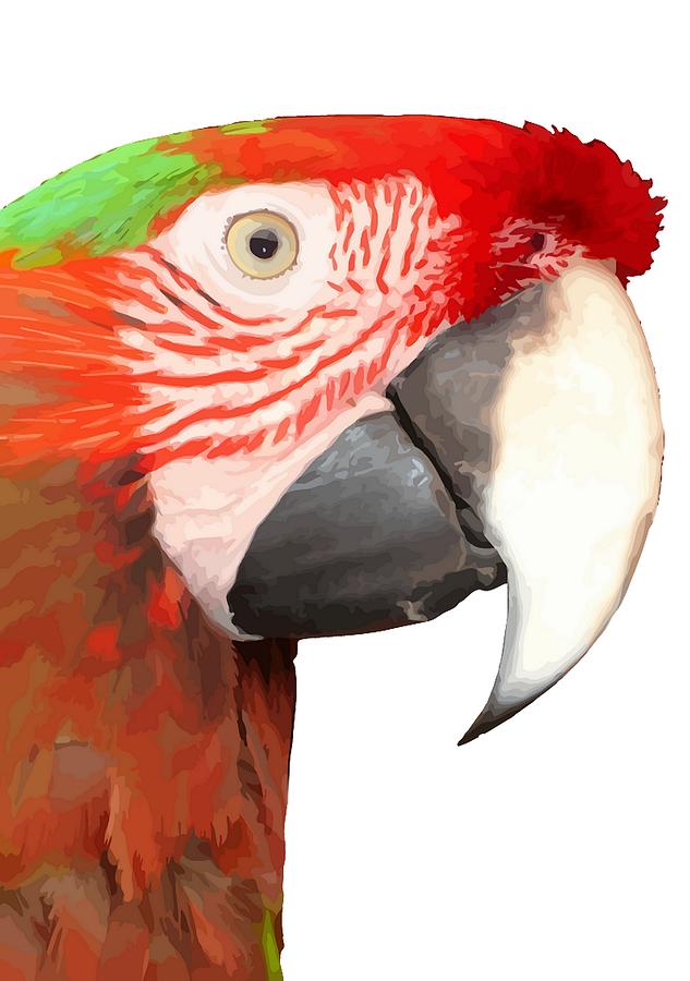 A Beautiful Bird Harlequin Macaw Portrait Background Removed Photograph by Taiche Acrylic Art
