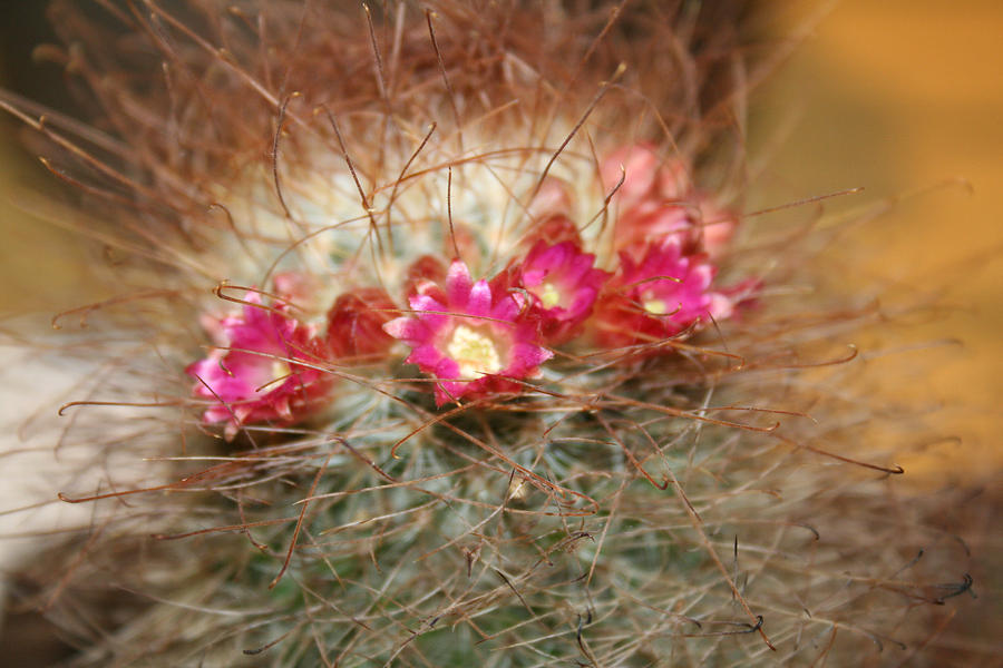 Cactus Photograph - A beautiful blur by Linda Sannuti