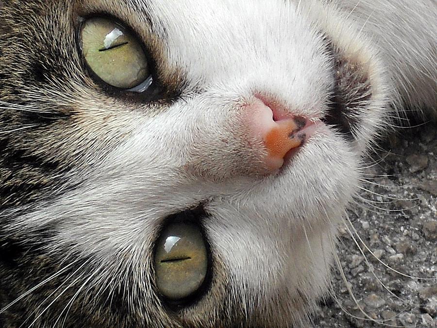 catwang cat face