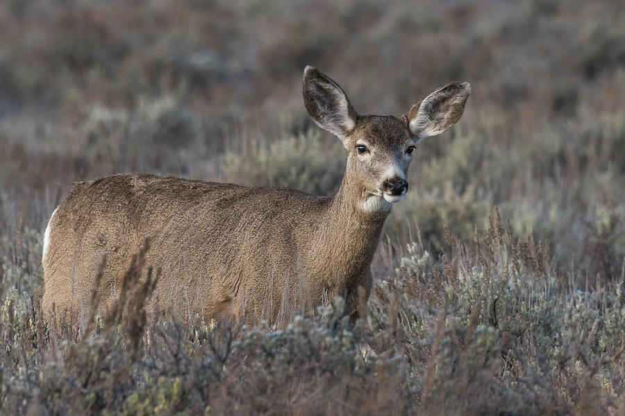 A Beautiful Doe At Dawn Photograph by Yeates Photography