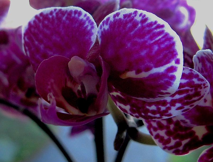 Orchid Photograph - A Beautiful Flower by Sandra Maddox