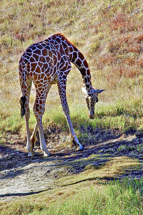 A Beautiful Giraffe  Photograph by Kirsten Giving