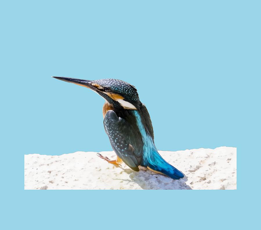Kingfisher Photograph - A Beautiful Kingfisher Bird Vector by Taiche Acrylic Art