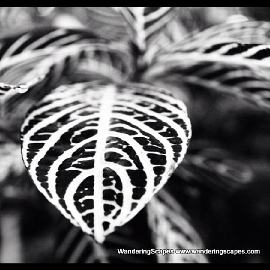 Pattern Photograph - A Beautiful Leaf With Exquisite Vein by Harleen Singh