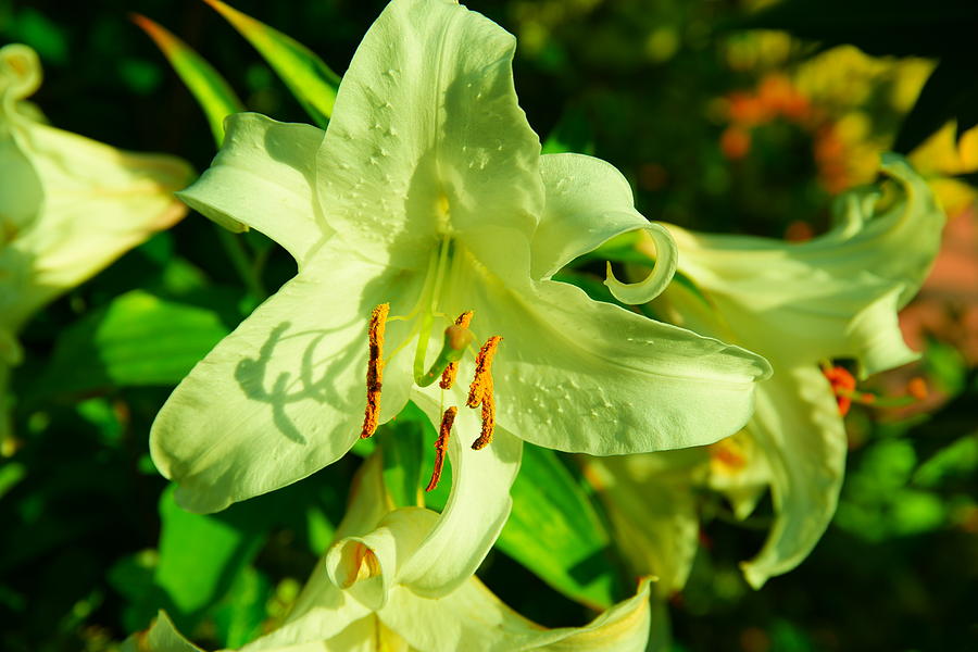 A beautiful lily in bloom  Photograph by Jeff Swan