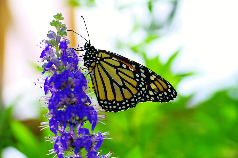 A Beautiful Monarch Photograph
