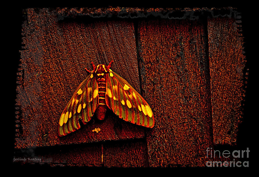 A beautiful moth Photograph by Gerlinde Keating - Galleria GK Keating Associates Inc