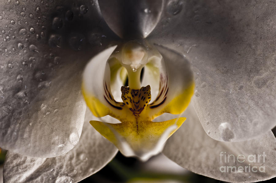 A beautiful Orchid in macro 4 Photograph by Micah May