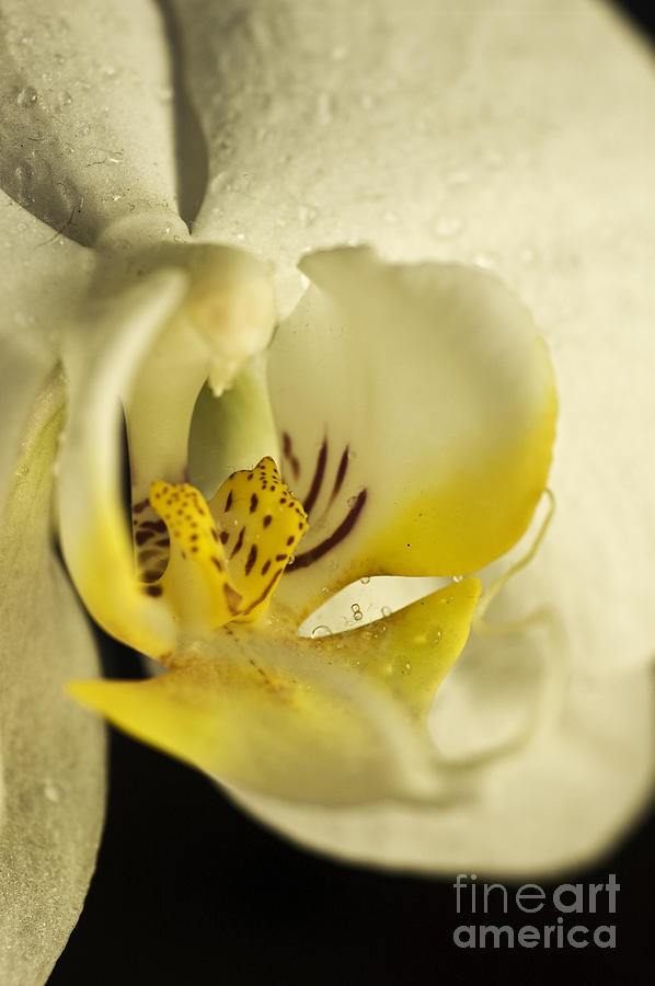 A beautiful Orchid in macro 5 Photograph by Micah May