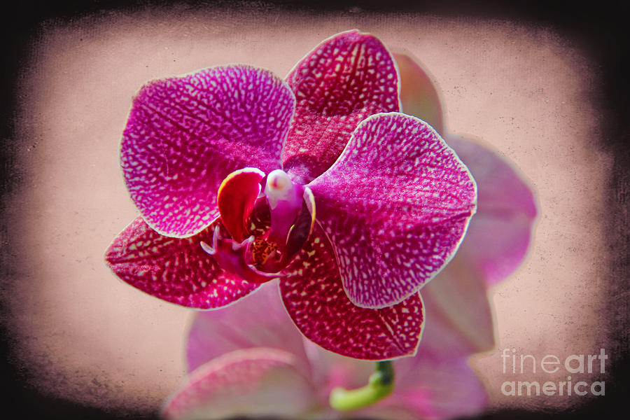 A Beautiful Orchid Photograph