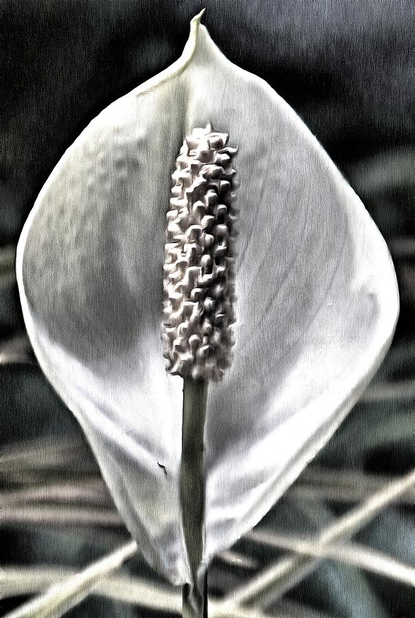 A beautiful Peace Lily Photograph by Ashish Agarwal
