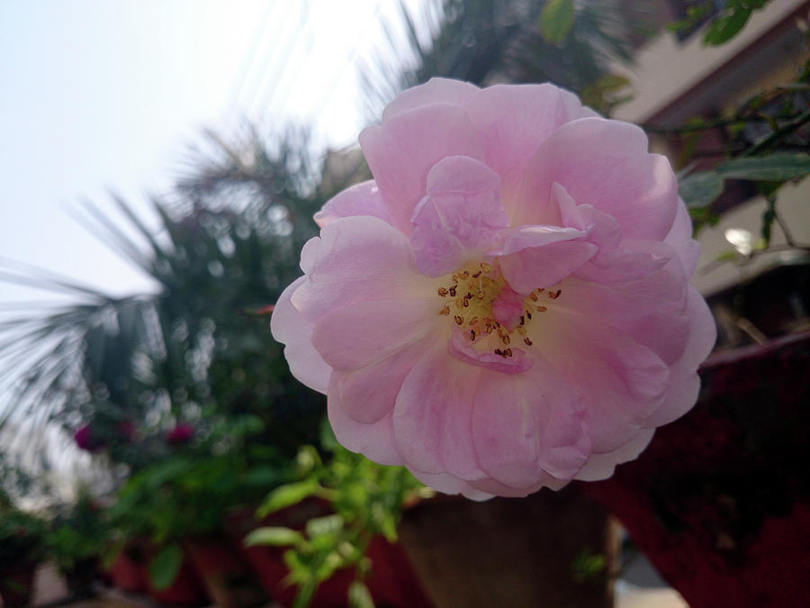 A beautiful pink rose  Photograph by Ashish Agarwal