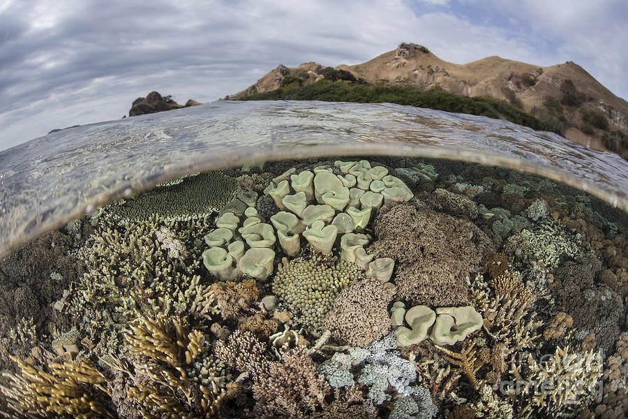 A Beautiful Reef Grows In Komodo Photograph by Ethan Daniels