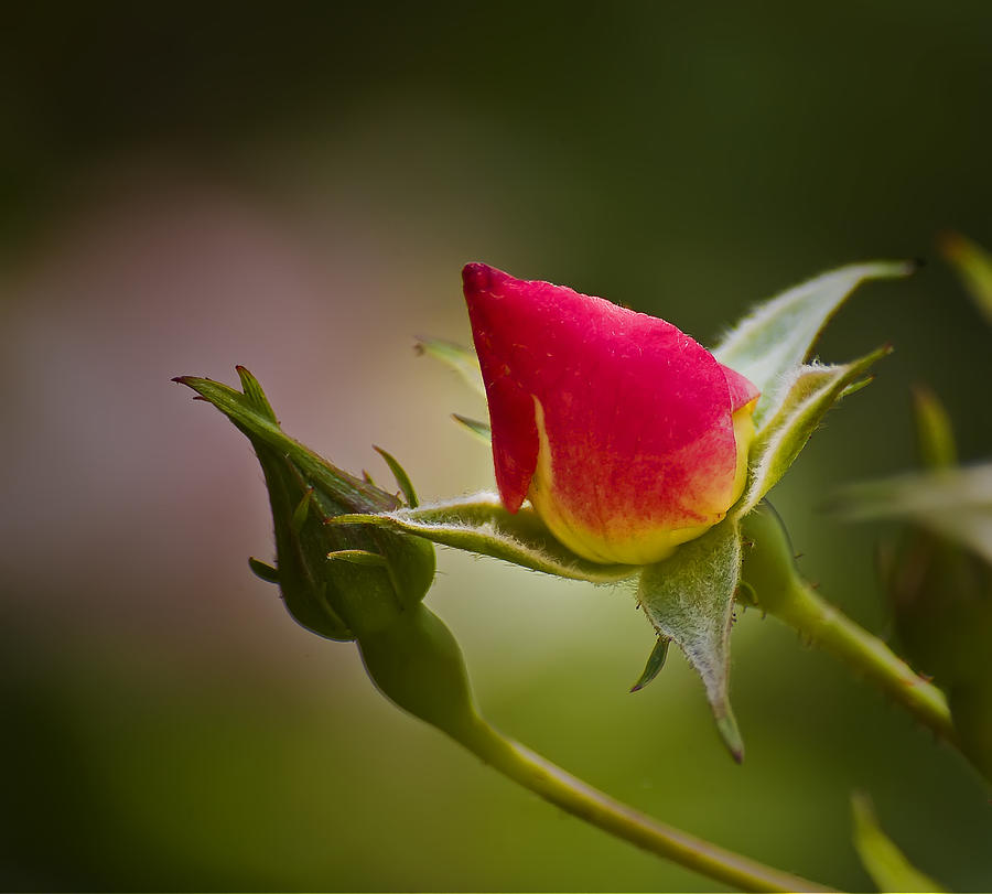 A Beautiful Rose Bud Photograph by Michael Whitaker Pixels