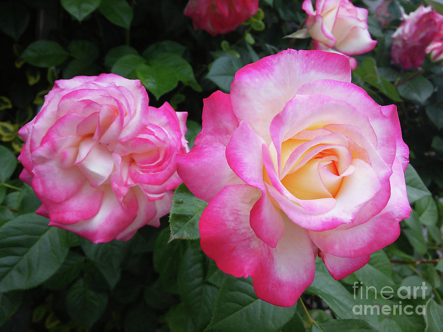 A Beautiful Roses Bush 2 Photograph by Jasna Dragun