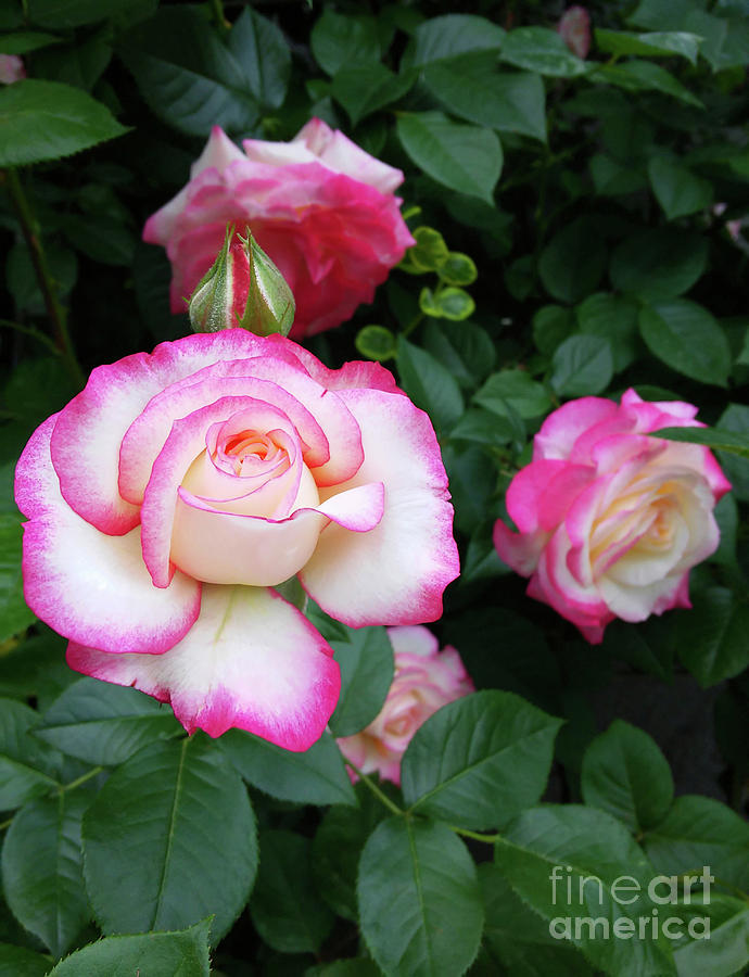 A Beautiful Roses Bush Photograph by Jasna Dragun