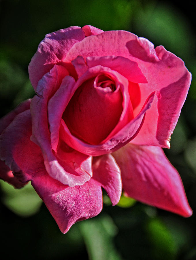 A Beautiful Rose... Photograph by Mike Martin