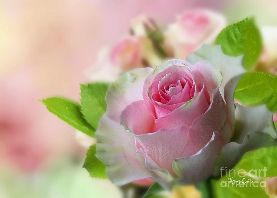 A Beautiful Rose Mixed Media by Morag Bates