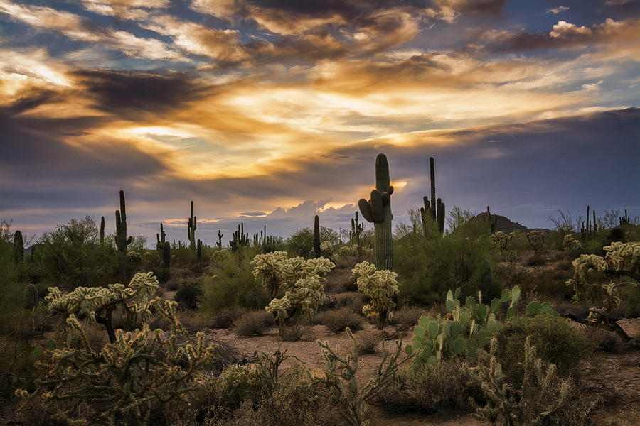 A Beautiful Sonoran Desert Evening Photograph by Saija 