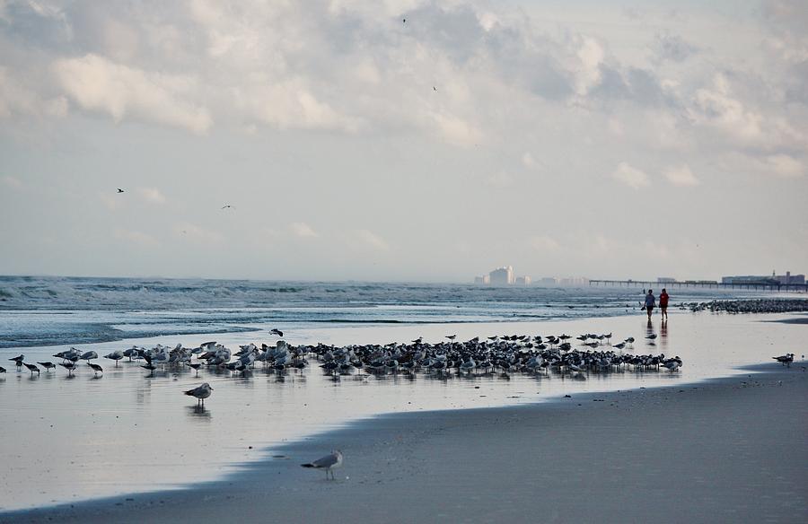 Bird Photograph - A Beautiful Stroll on the Beach by Patricia Twardzik
