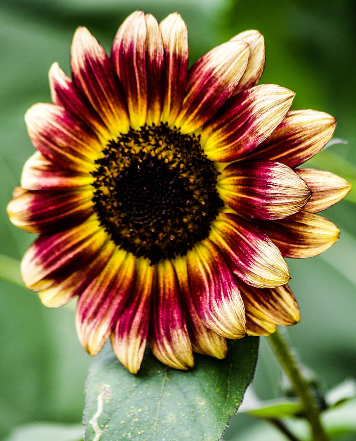 A beautiful sunflower Photograph by Gerald Kloss