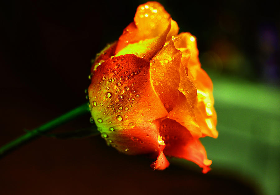 A beautiful wet rose Photograph by Jeff Swan