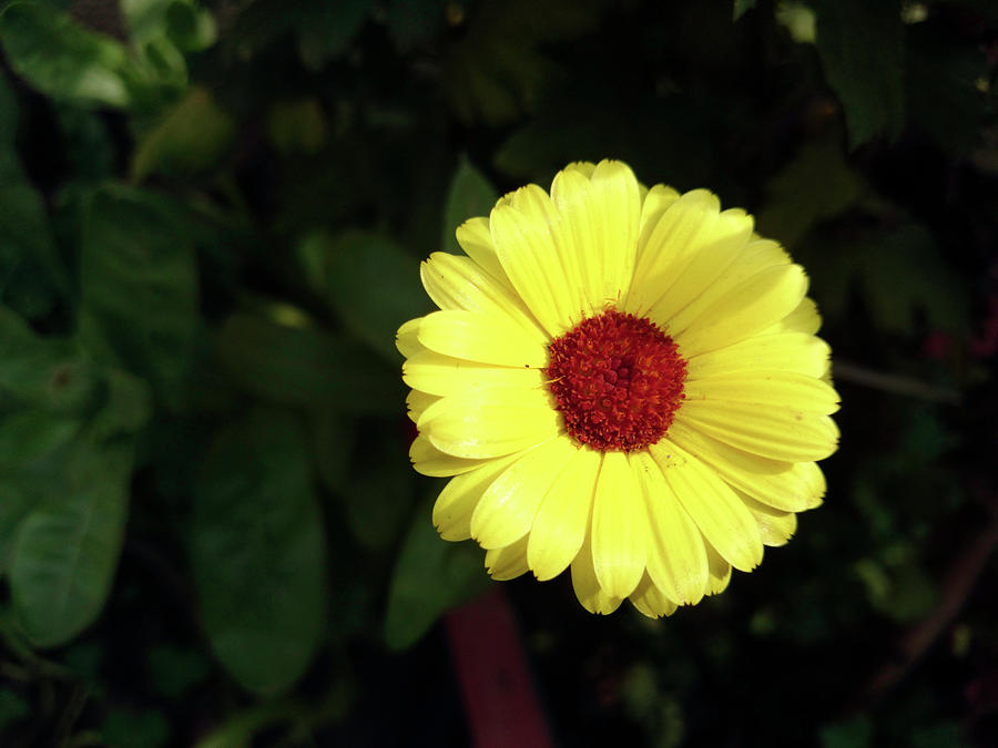 A beautiful yellow flower  Photograph by Ashish Agarwal