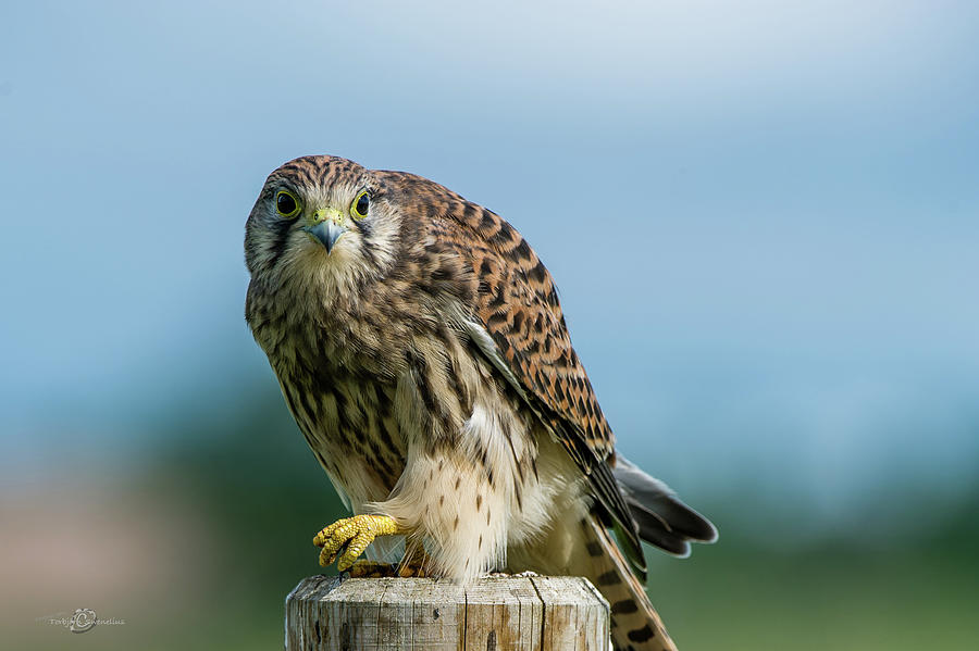A beautiful young kestrel looking behind you Photograph by Torbjorn Swenelius