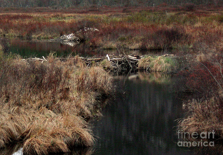 Nature Photograph - A Beavers Work by Skip Willits