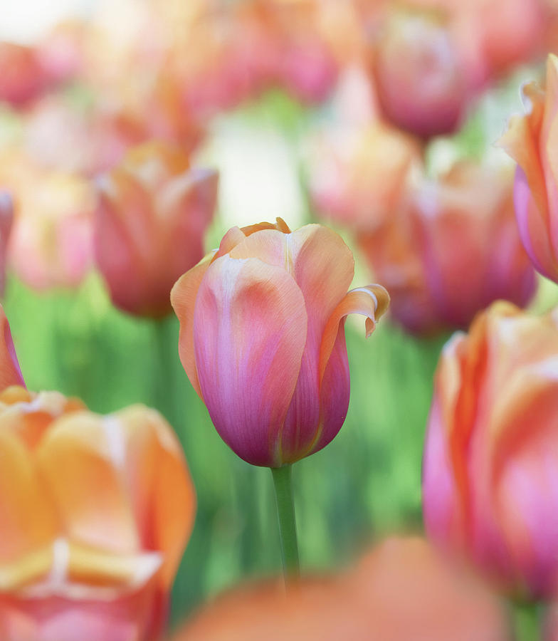 A bed of tulips is a feast for the eyes. Photograph by Usha Peddamatham