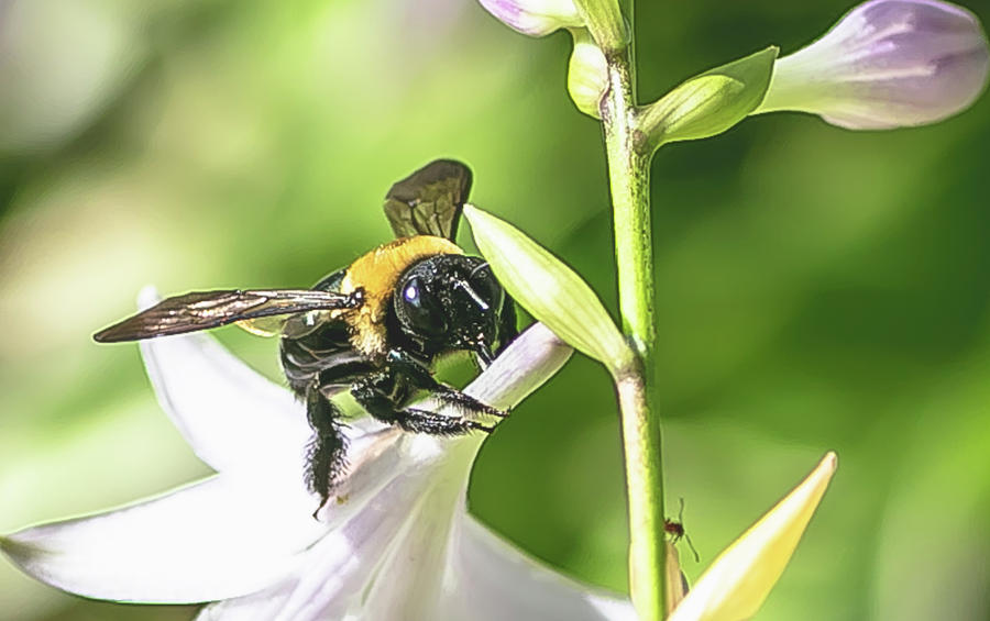 A Bee having a Nectarini Digital Art by Ed Stines