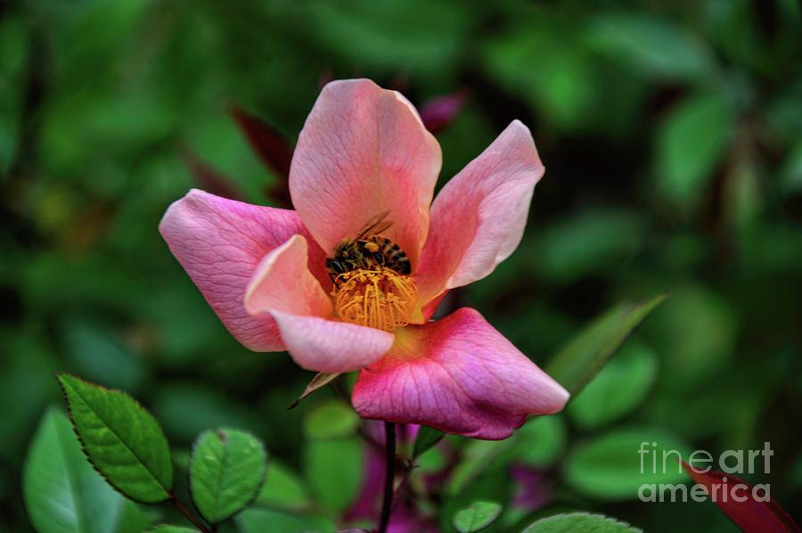 A Bee In My Rose Photograph by Diana Mary Sharpton