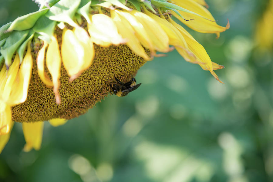 A Bee in Pollen on a Big Sunflower Photograph by Anthony Doudt