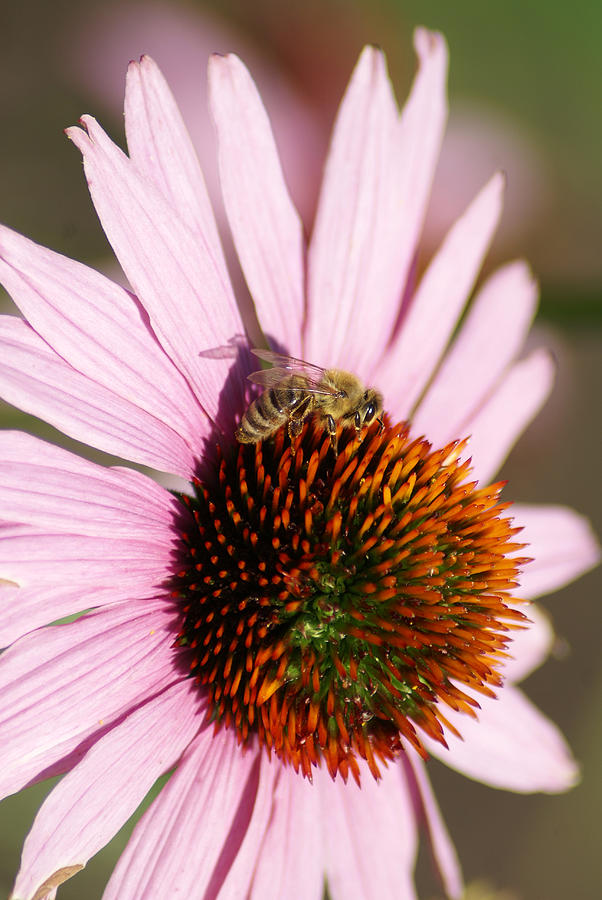 A Bee on a Flower Vertical Photograph by Ben Upham III