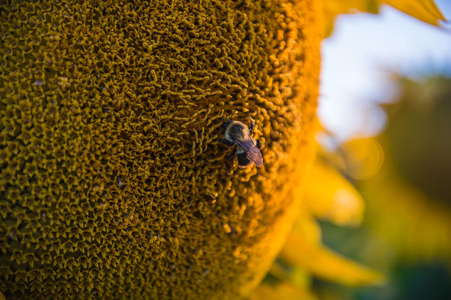 A Bee on the Sun Photograph by Kristopher Schoenleber