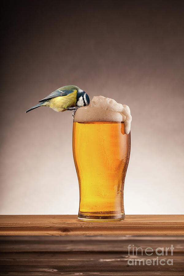 A beer for the birds Photograph by Simon Bratt