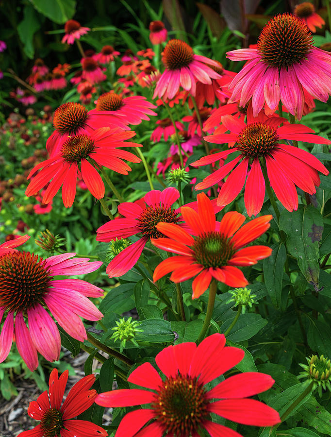 A Bee's Perspective Photograph by Aaron Geraud - Fine Art America